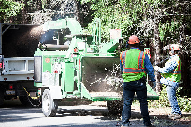 How Our Tree Care Process Works  in  Golden Triangle, NJ