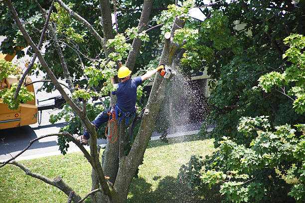 Trusted Golden Triangle, NJ Tree Services Experts